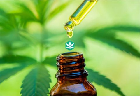 Como hacer aceite cbd